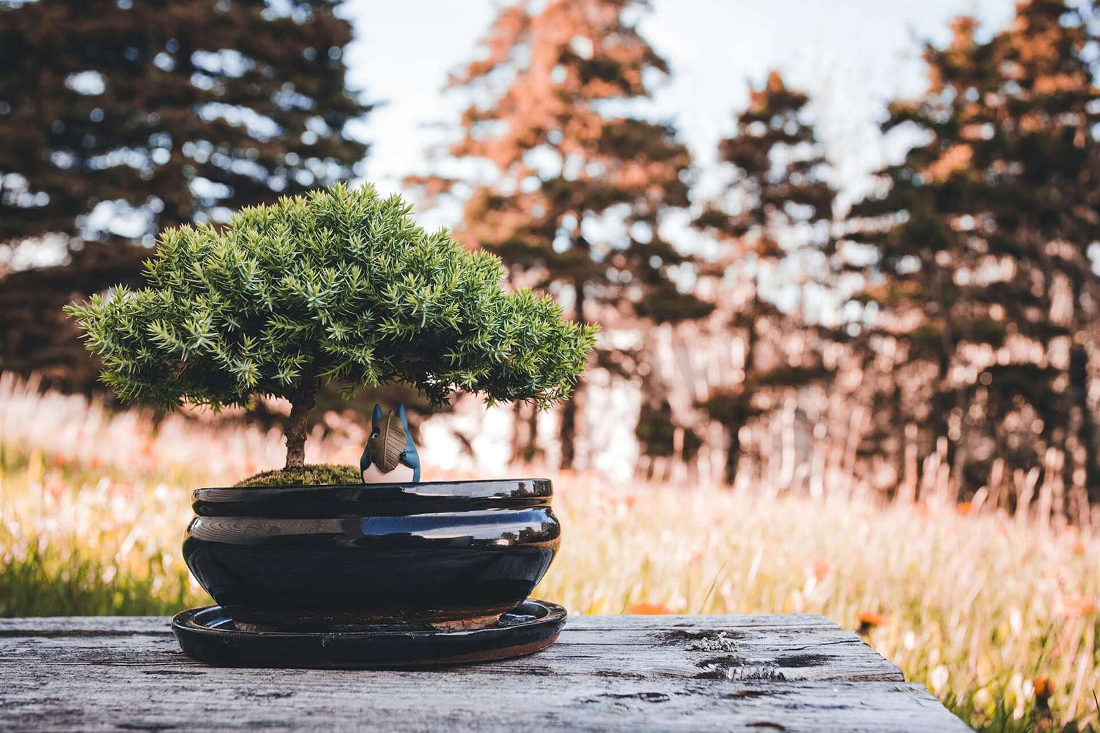 雀梅盆景